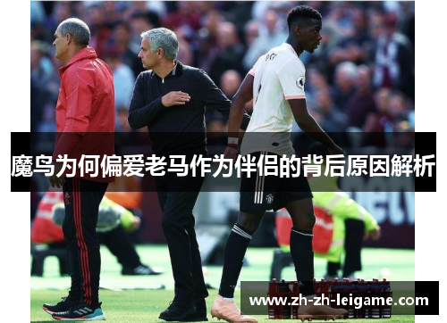 魔鸟为何偏爱老马作为伴侣的背后原因解析